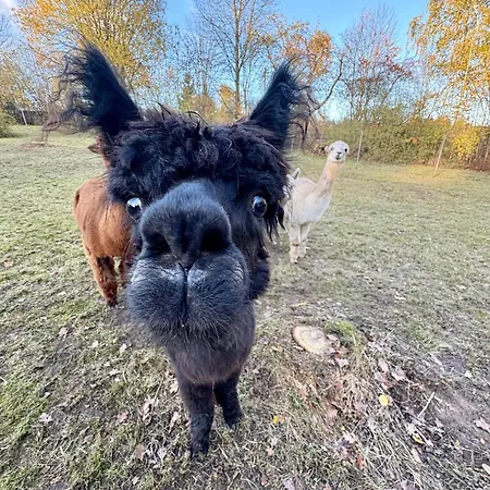 Im Gruenen - Entspannen Mit Alpakas Дом отдыха