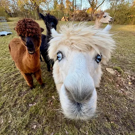 Im Grünen Ferienhaus *