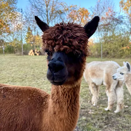 Im Gruenen - Entspannen Mit Alpakas Treuen